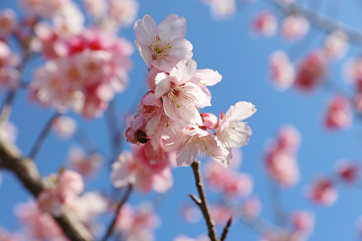 名桜大学